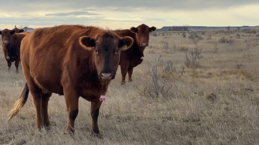 24 home raised, gentle, start calving March 30. 30 year program.-BC1217A5